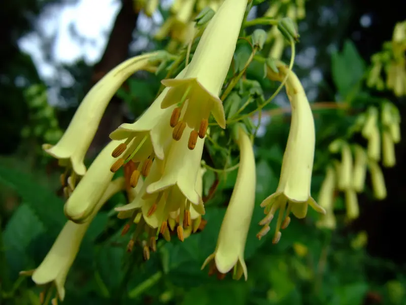 Lonicera 'Sulphurea' yellow flowers.
