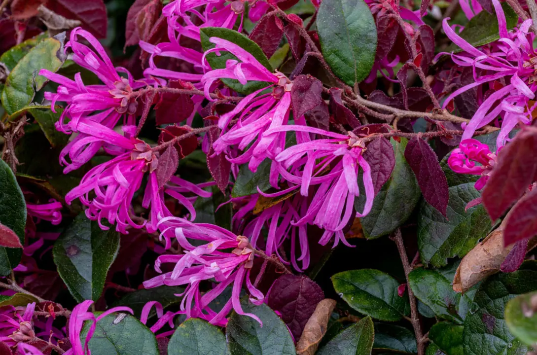 Loropetalum chinense (Chinese Fringe Flower) pink flowers against dark green and purple foliage.