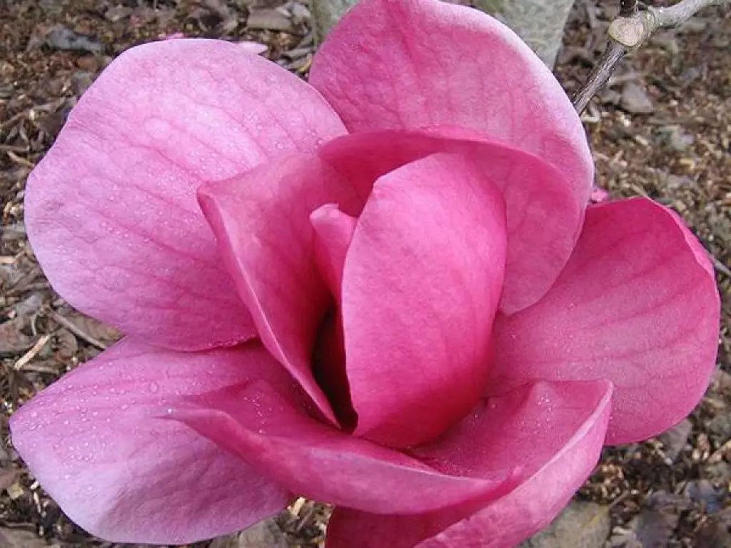 magnolia-arabian-night-