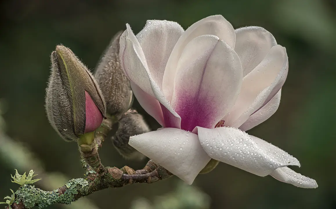 A stunning Magnolia 'Athene' two-tone pink flower.
