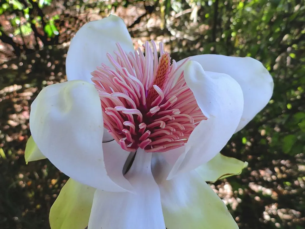 magnolia-campbellii-alba-