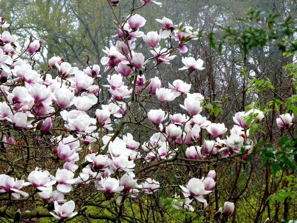 magnolia-athene-