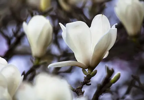 A beautiful Magnolia denudata (Yulan Magnolia) white flower.