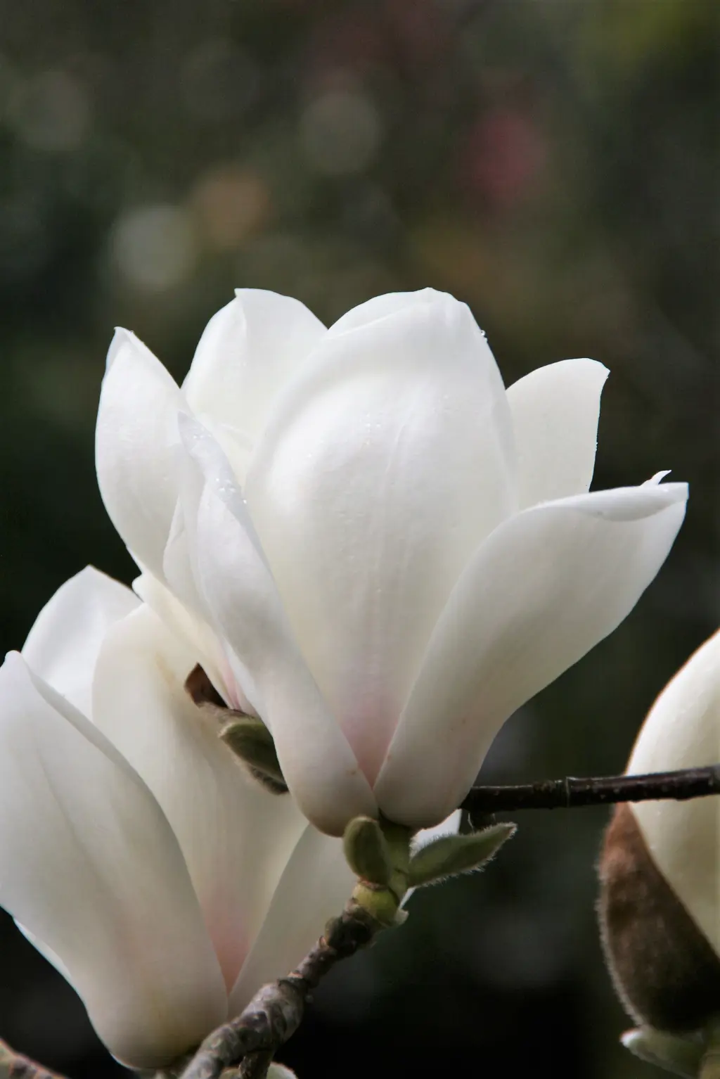 magnolia-denudata-gere-4