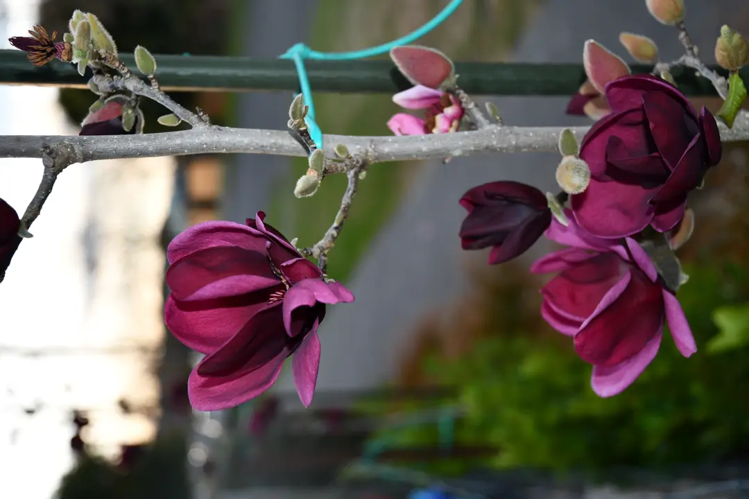 Exquisite Magnolia 'Genie' dark purple flowers.