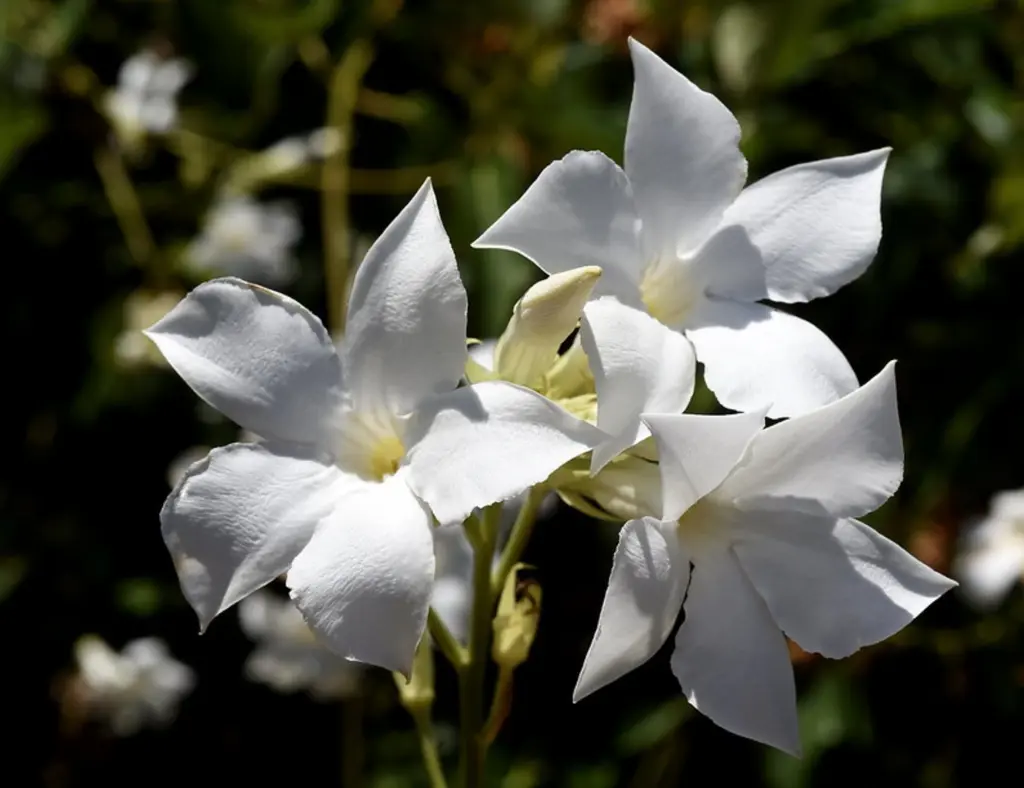 Mandevilla laxa (Chilean Jasmine) white flowers.