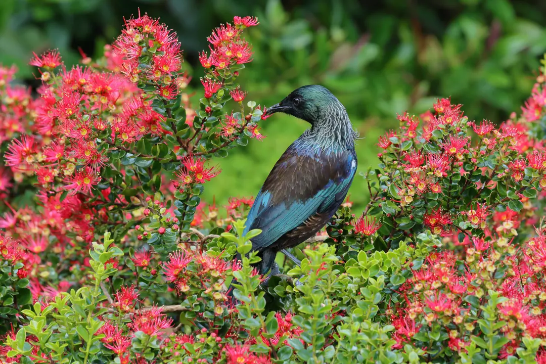 A Tui in a Metrosideros carminea shrub feeding on the red flowers.