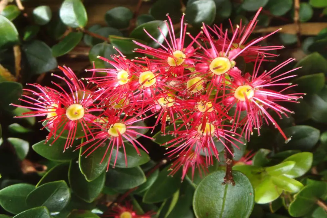 Metrosideros 'Ferris Wheel' red flowers.