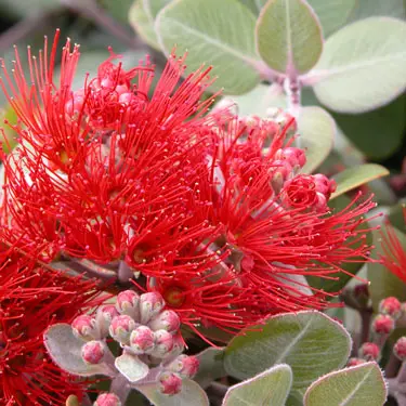 Metrosideros Fire Mountain plant with red flowers.