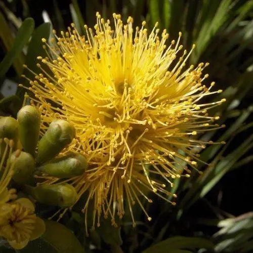 Metrosideros Fulgens Gold yellow flower.