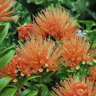 Metrosideros fulgens Jaffa orange flowers.