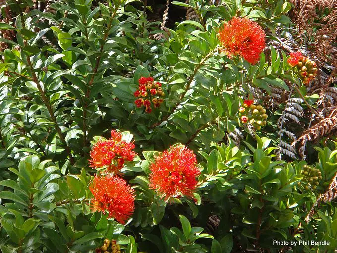 Metrosideros fulgens red flowers and green foliage.