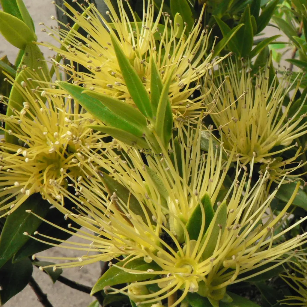 Metrosideros Gold Beacon plant with yellow flowers.