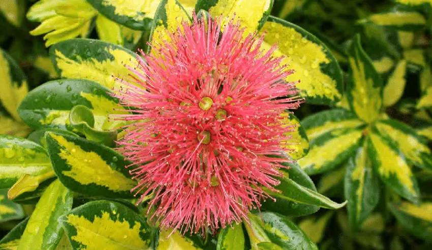Metrosideros Golden Dawn plant with red flowers and yellow-green leaves.