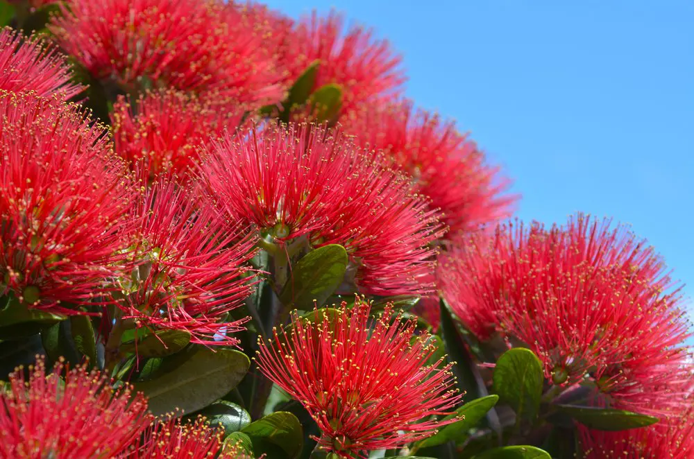 Metrosideros Parnell red flowers.