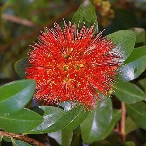 Metrosideros Red Glow plant with red flowers.