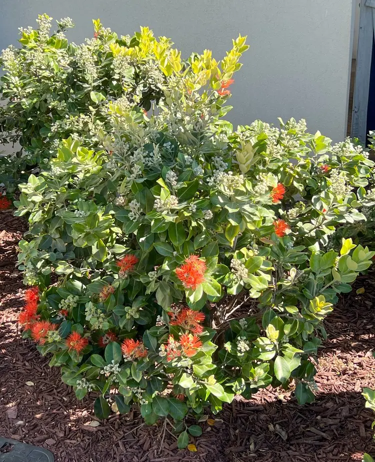 A Metrosideros 'Tahiti' shrub about 70 cm tall and 60 cm wide with red flowers and lush foliage.