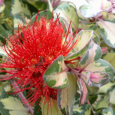 Metrosideros Tahitian Sunset plant with red flowers and variegated leaves.