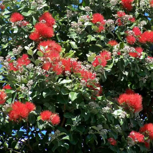 Metrosideros 'Lighthouse' plant with red flowers and olive-green foliage.