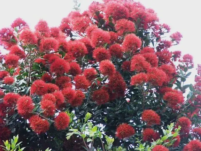 Metrosideros 'Mistral' specimen tree with colourful red flowers above olive-green foliage.