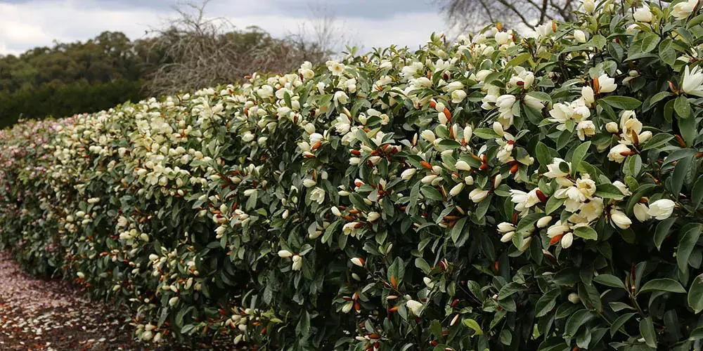 A Michelia 'Fairy Cream' hedge with masses of cream-white flowers and glossy, green foliage.