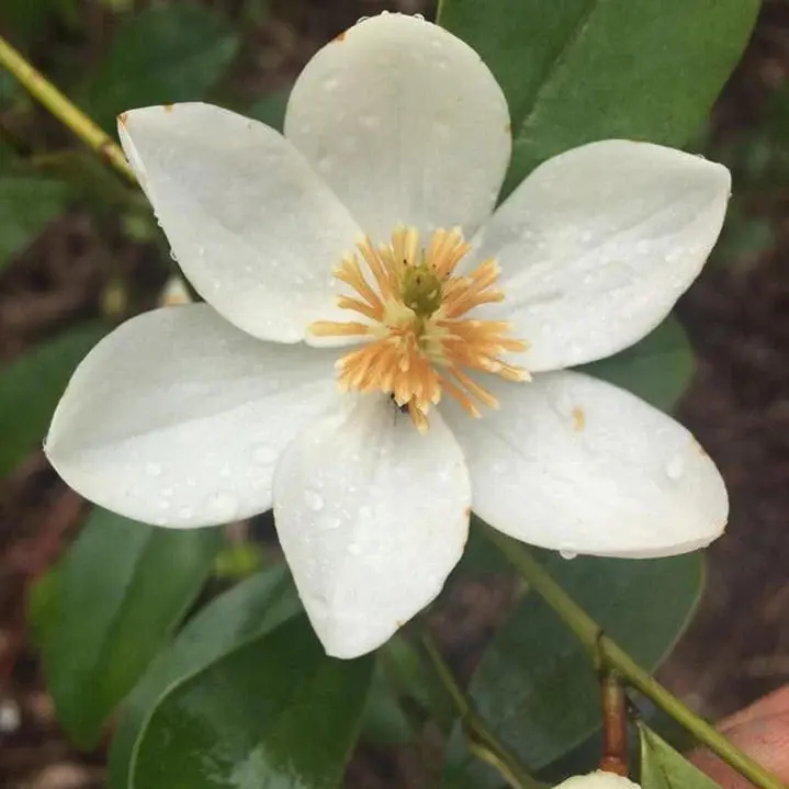 Michelia Scented Pearl white flower.