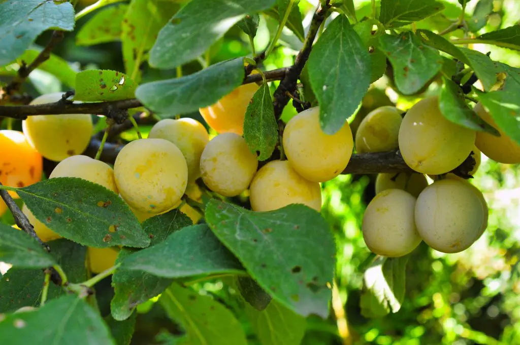 Yellow Mirabelle Plums on a tree.