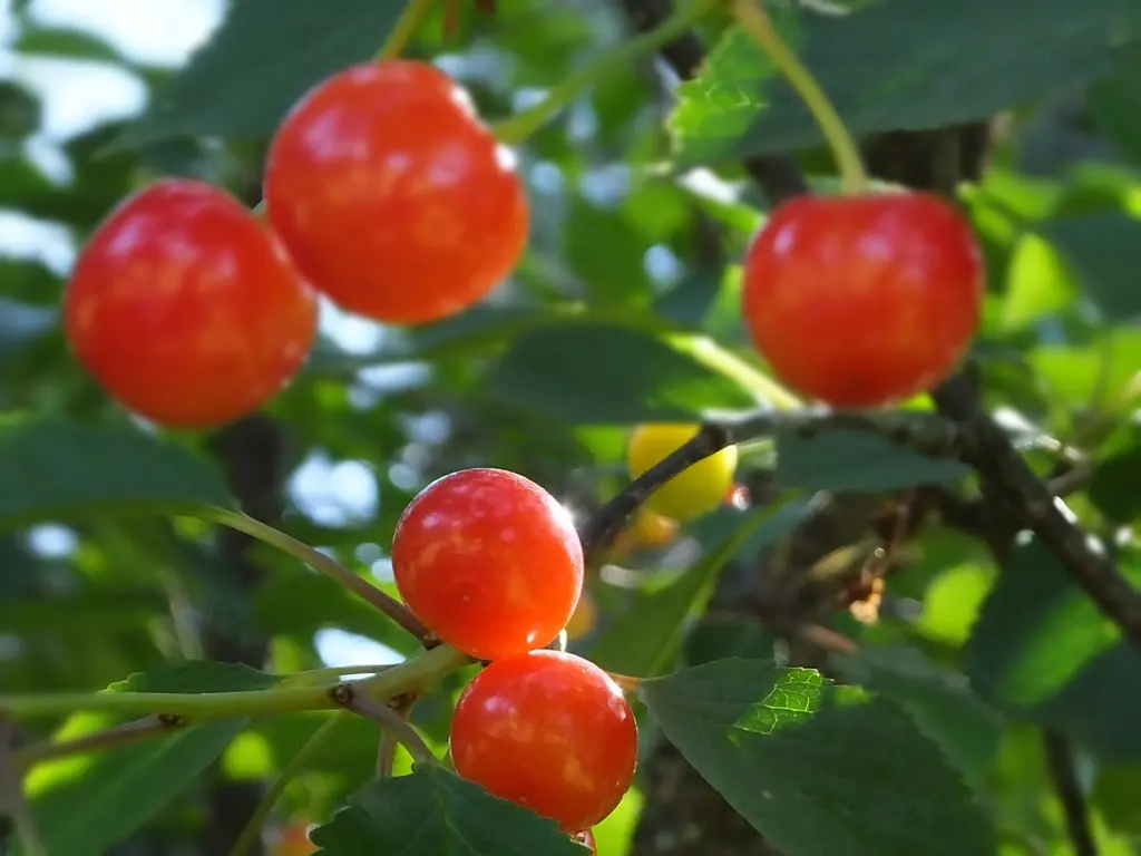 Montmorency Cherry tree with red-orange fruit.