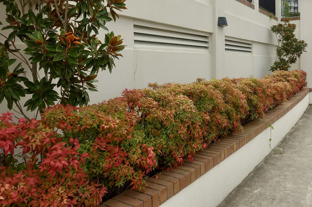 Nandina domestica shrubs growing in a border garden with colourful foliage.