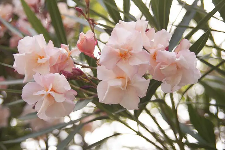 nerium-oleander-provence-