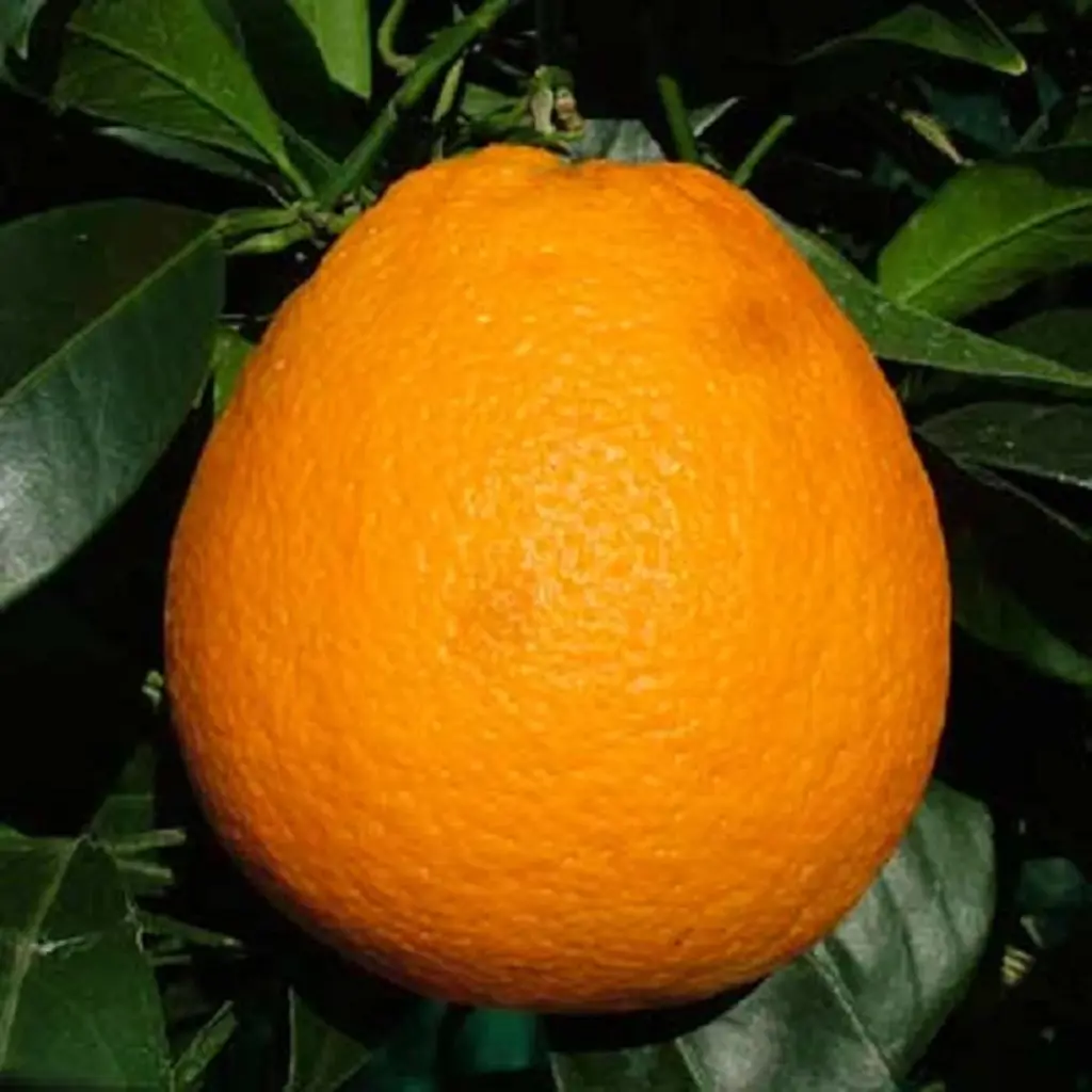 'Newhall' Orange fruit.