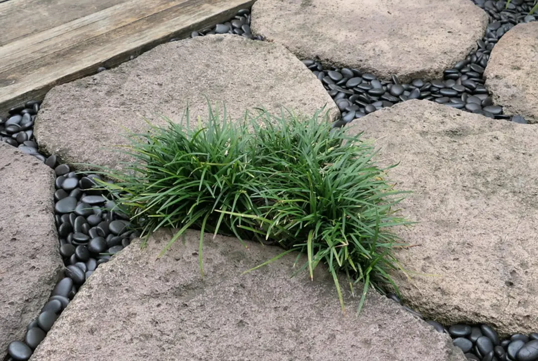 Ophiopogon japonicus nana (dwarf Mondo grass) growing between paving stones.