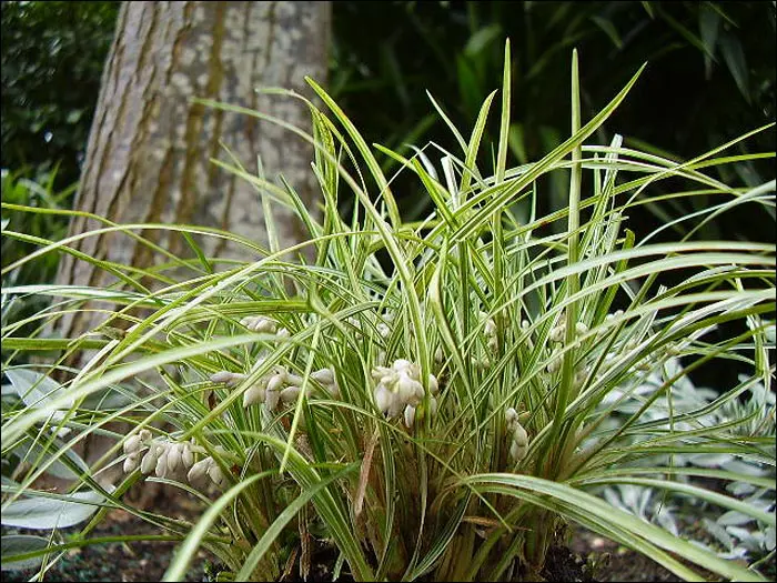 Ophiopogon japonicus Silver Mist grass in a garden.