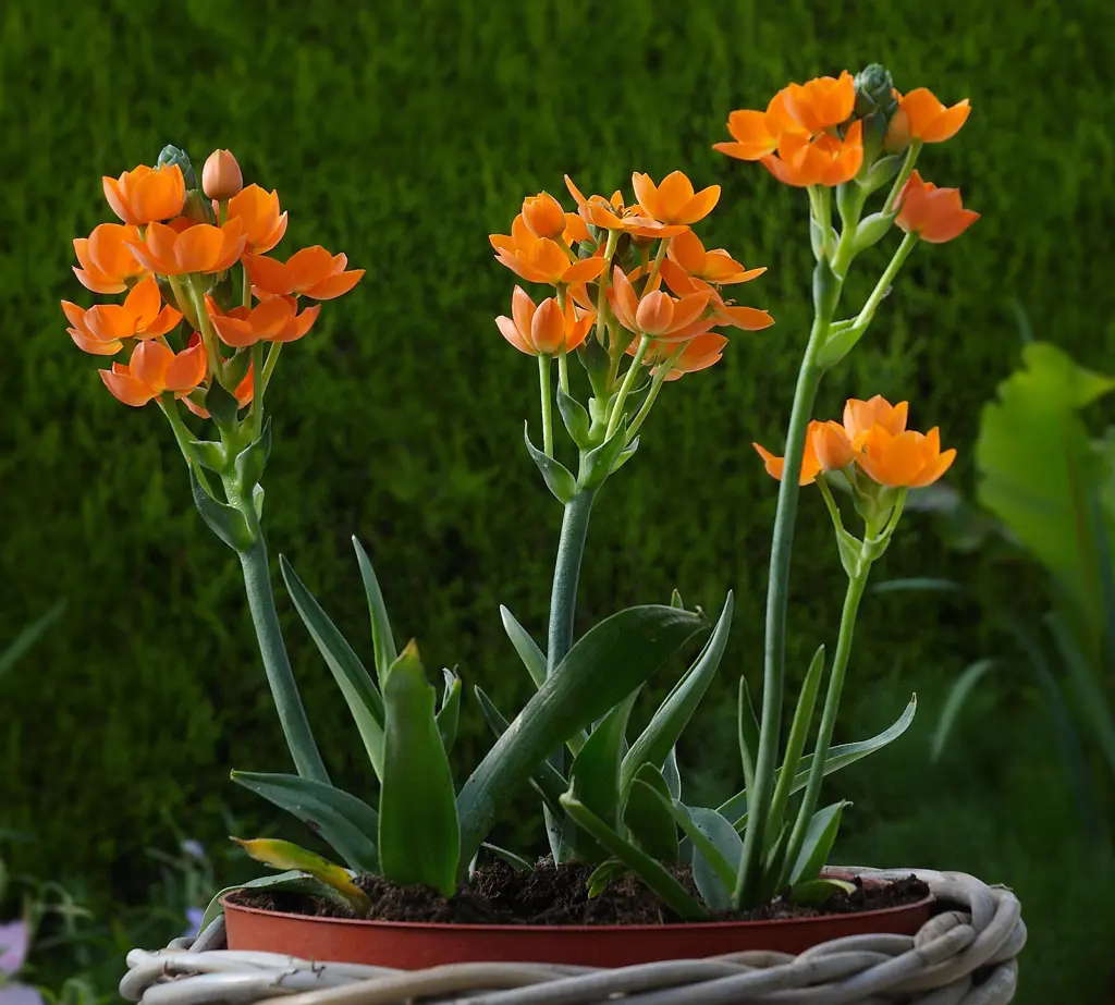 Buy Ornithogalum dubium Plants | Free Shipping Over $150