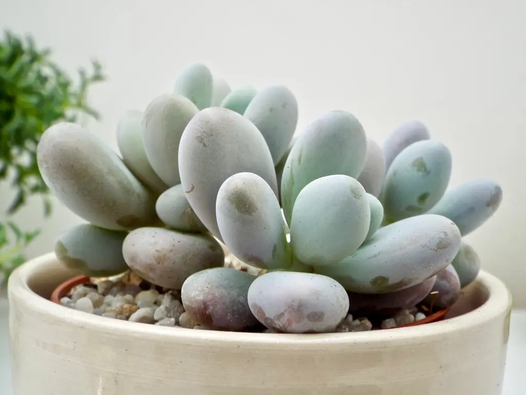 outdoor clay plant pots Tall Terracotta White Planter DE-COR