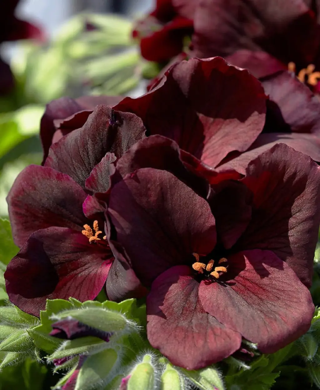 pelargonium-aristo-black-velvet-