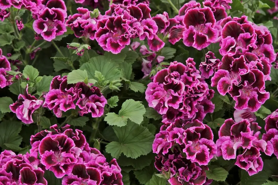 pelargonium-aristo-surprise-