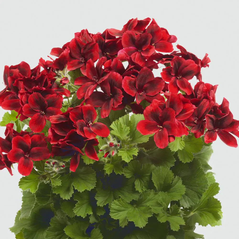 pelargonium-aristo-velvet-red-