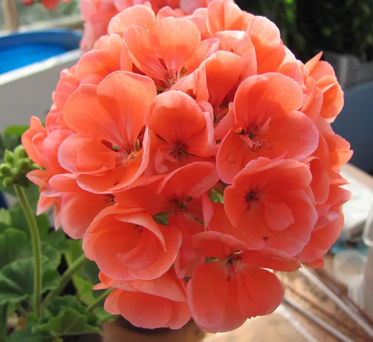 pelargonium-bergpalais-