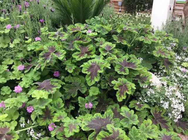 Pelargonium 'Chocolate Chip' plant with lush, green and purple foliage.