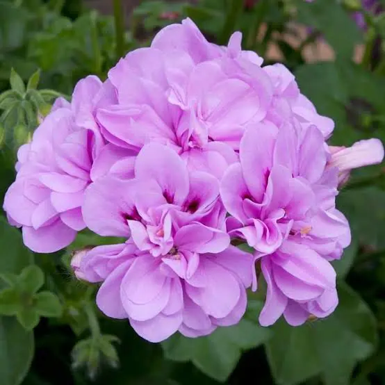 pelargonium-dresdner-lilac-