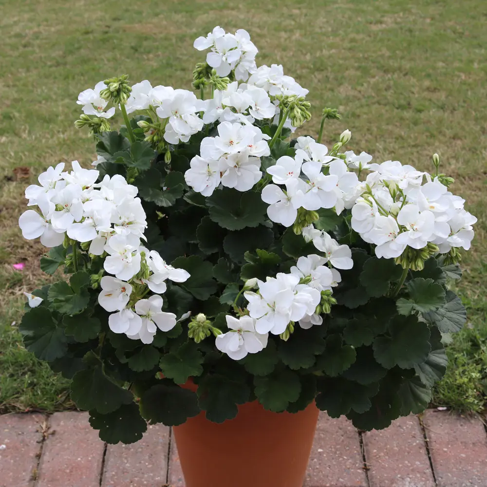 A Pelargonium 'Dwarf White' plant in a pot.