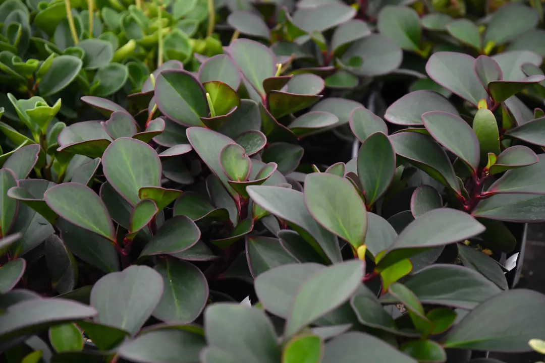 Peperomia clusiifolia plants with colourful foliage for sale at The Plant Company nursery.