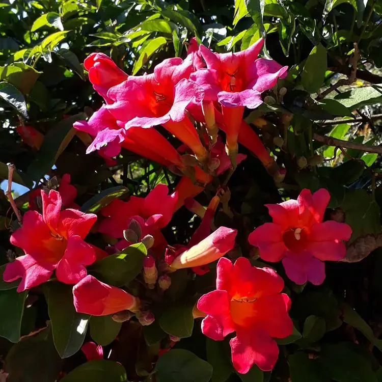Buy Phaedranthus buccinatorius Plants | Free Shipping Over $150
