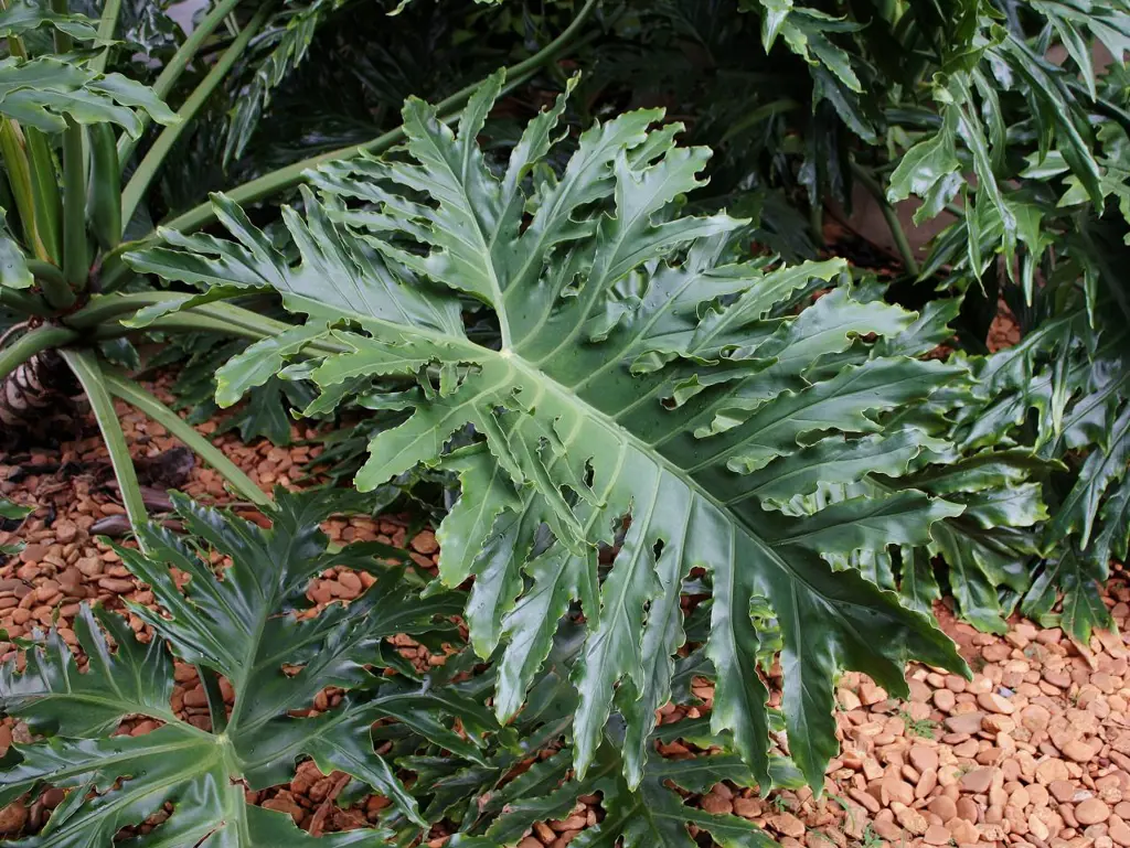 A large Philodendron bipinnatifidum plant with large and lush, dark green leaves.