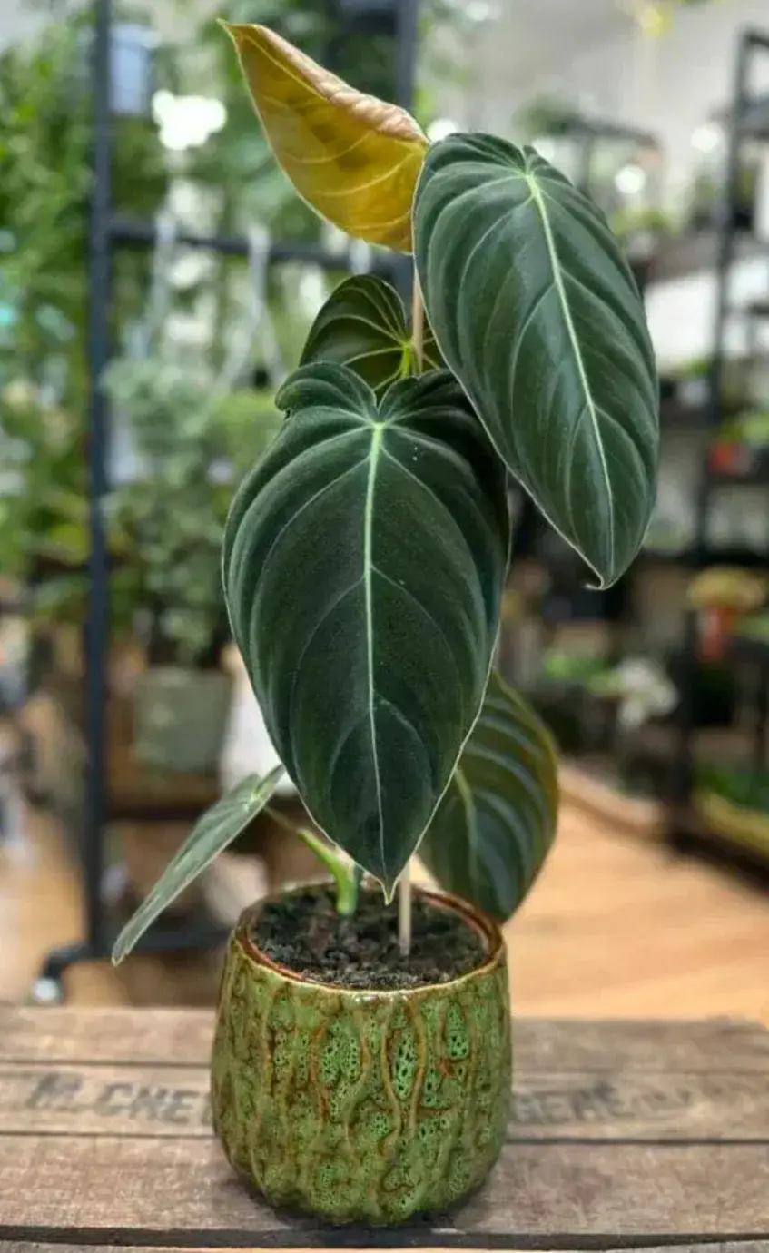A Philodendron melanochrysum plant with dark green, velvet covered leaves growing in a pot.