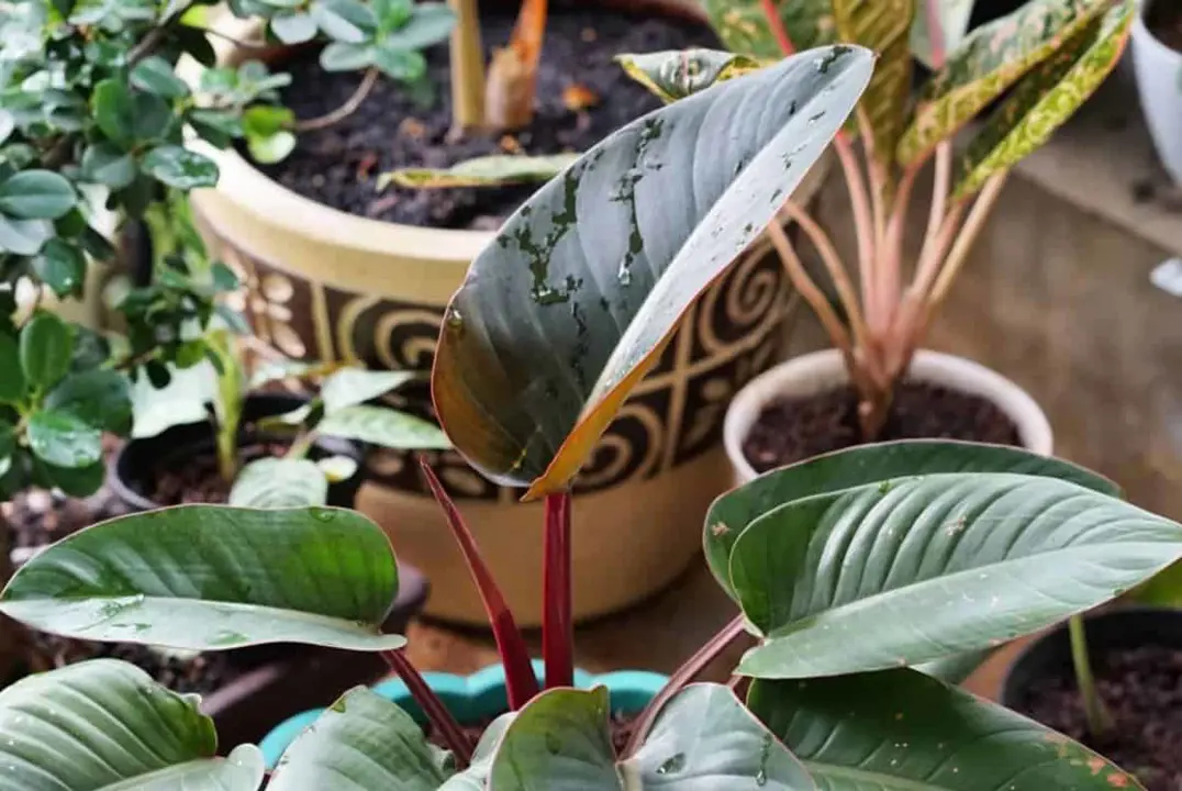 A beautiful Philodendron 'Rojo Congo' indoor plant with lush, dark green and dark red leaves.