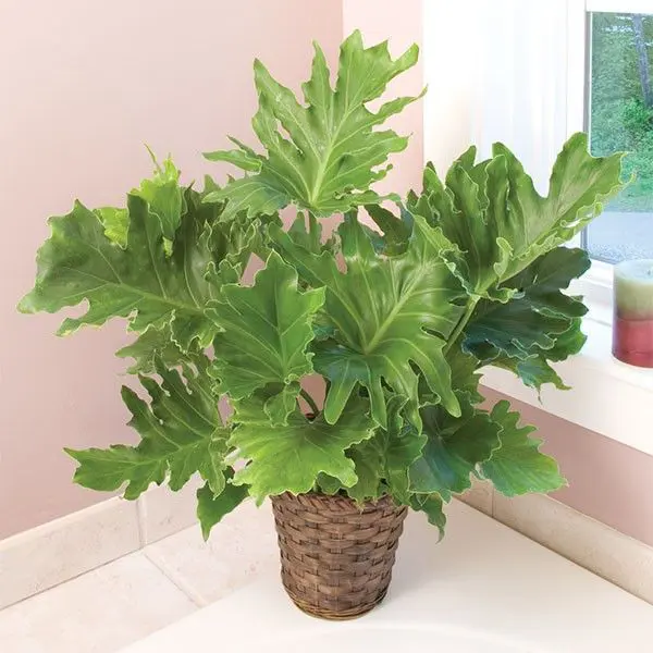 A Philodendron 'Hope' plant about 70 cm tall, growing as an indoor plant with lush, green foliage.