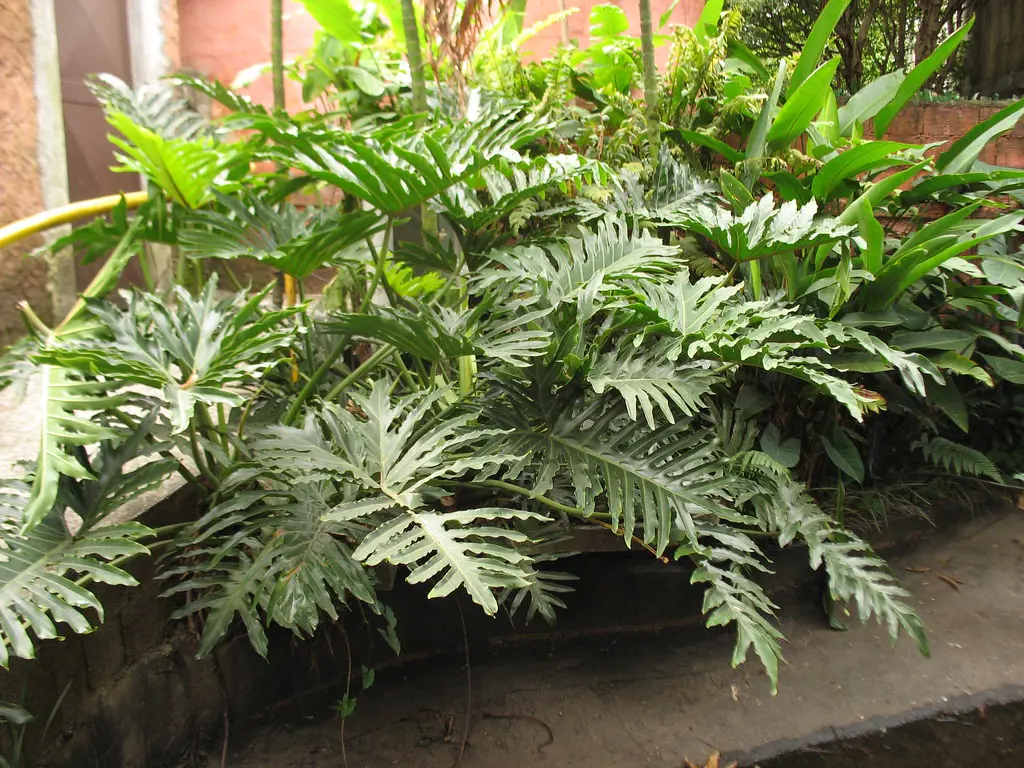 Philodendron selloum plants in a tropical garden and featuring lush, dark green foliage.