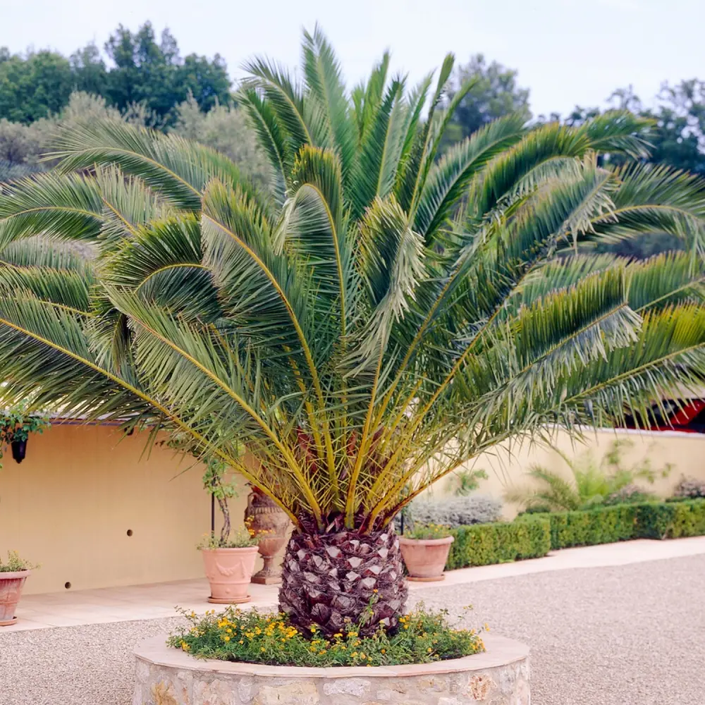 Buy Phoenix canariensis Plants | Free Shipping Over $150